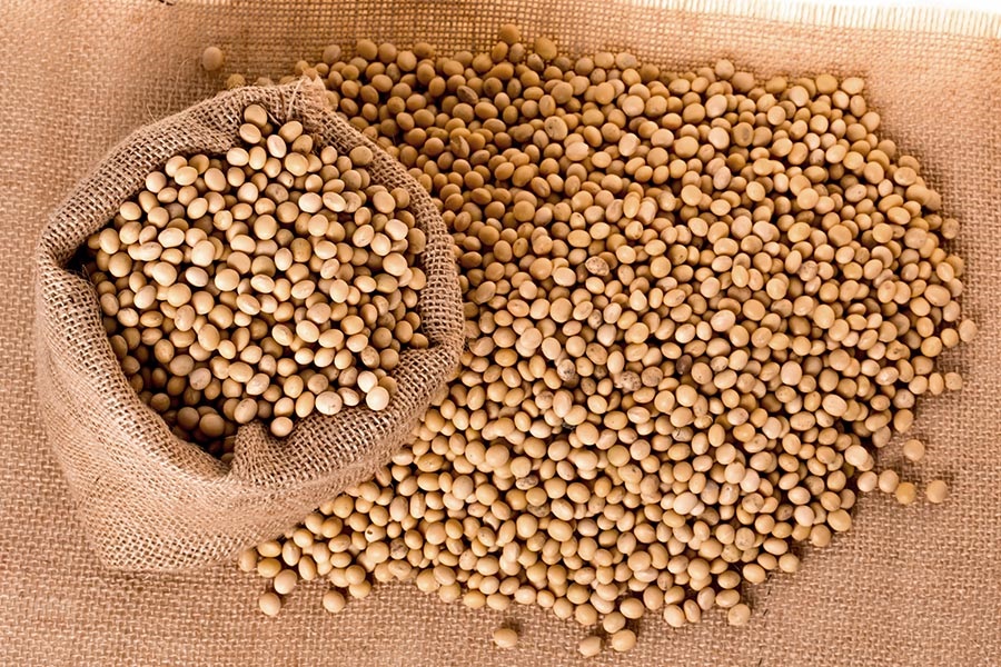 Seed
