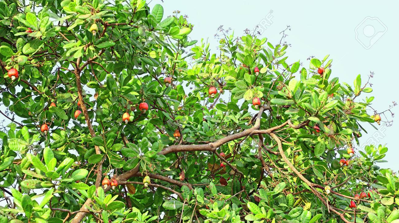 Branch of cashew nut tree with ripe nuts from Goa, India. Cashew pods are ingredients of recipes. Popular heritage drink, feni, is distilled from cashew apple pulp.