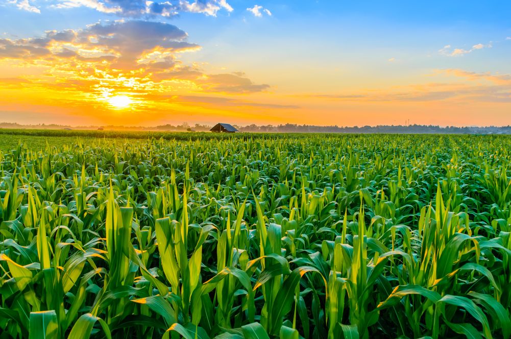 Agricultural-land