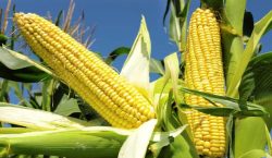 Maize