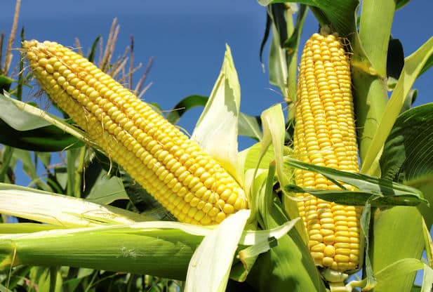 Maize 