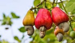 Cashew