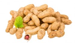 Groundnut