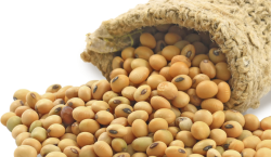 Soya Beans