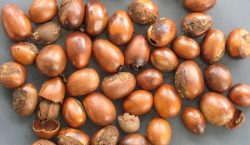 Shea nut