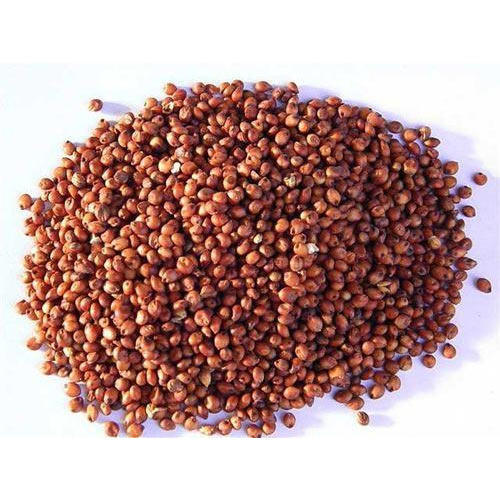 Sorghum