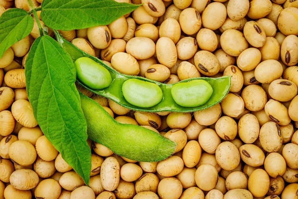 Global Trends in Soybean Trade and Market Dynamics