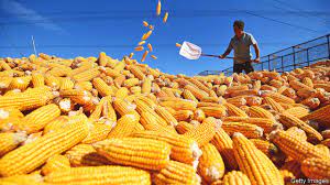 Seizing Global Markets: Maize Exporting Strategies