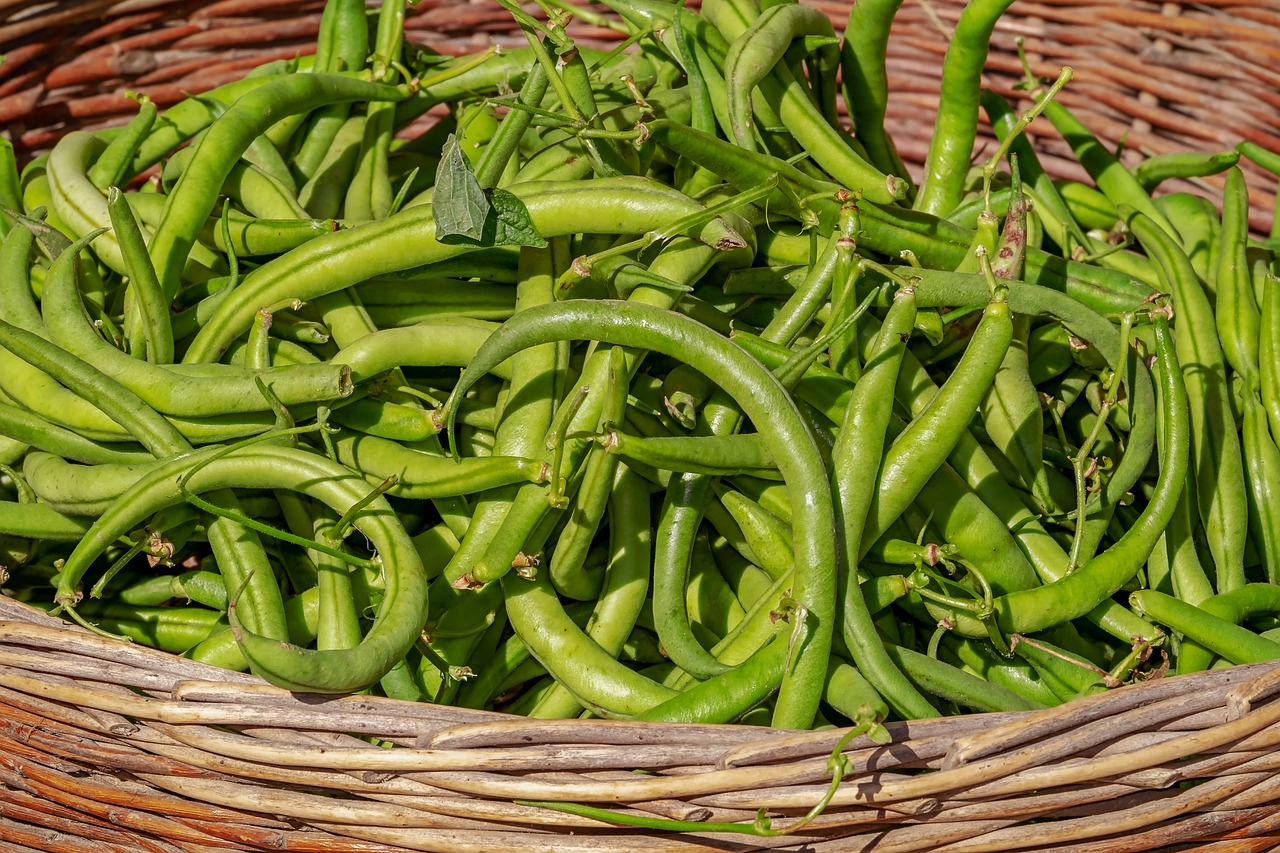 Choosing the Best Soya Bean Varieties for Nigerian Farmers