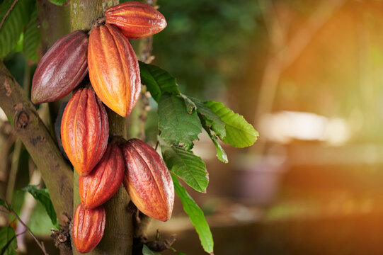 The Role of Certification in Cocoa Export: Ensuring Quality and Trust