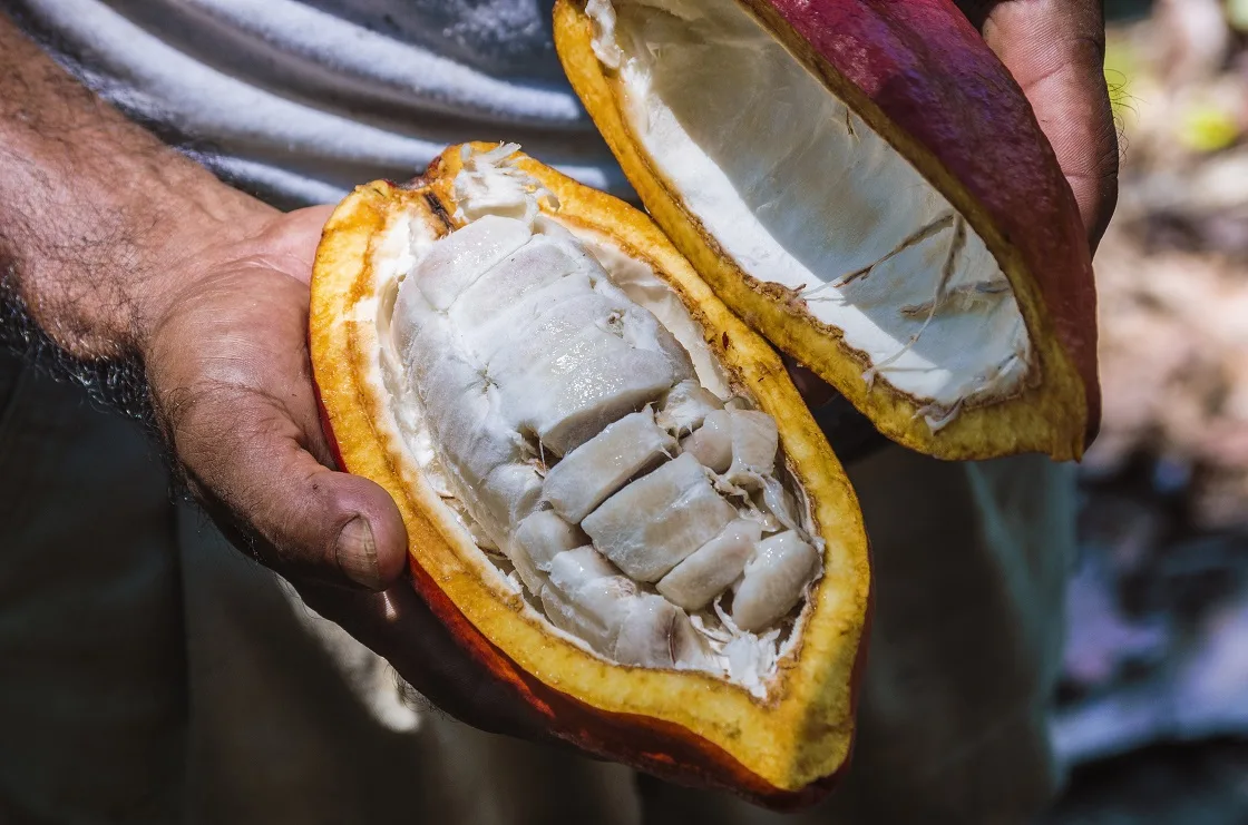 Amazon-Cacao-Tree-What-Is-It