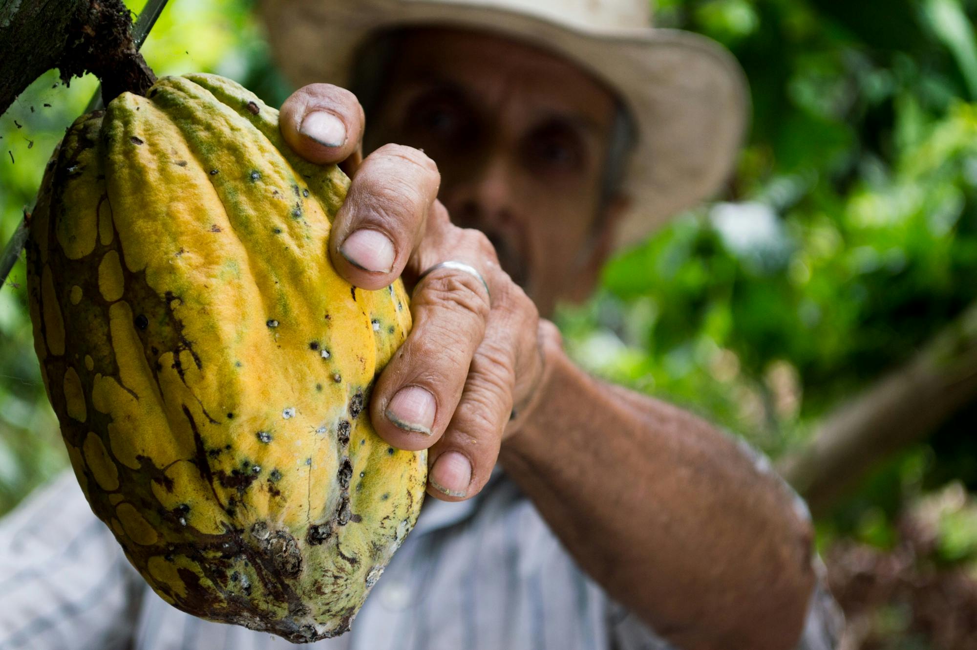 Cocoa Quality Control: Ensuring Excellence from Farm to Market