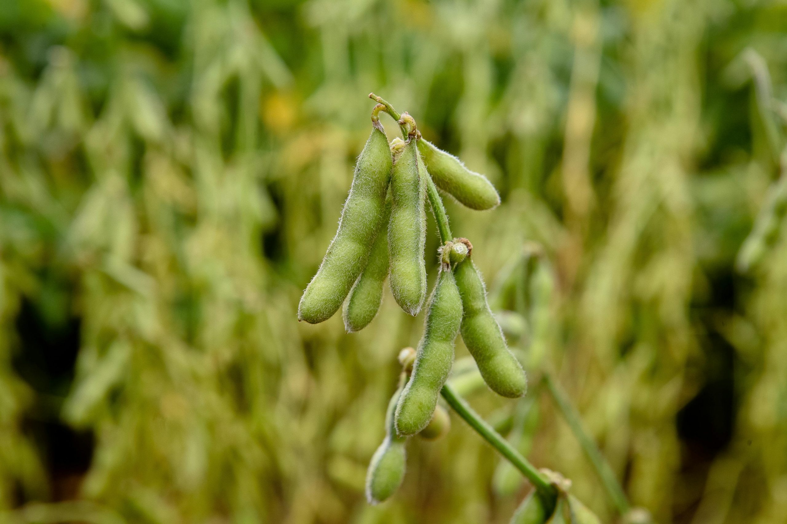 The Impact of Climate Change on Soya Bean Yields